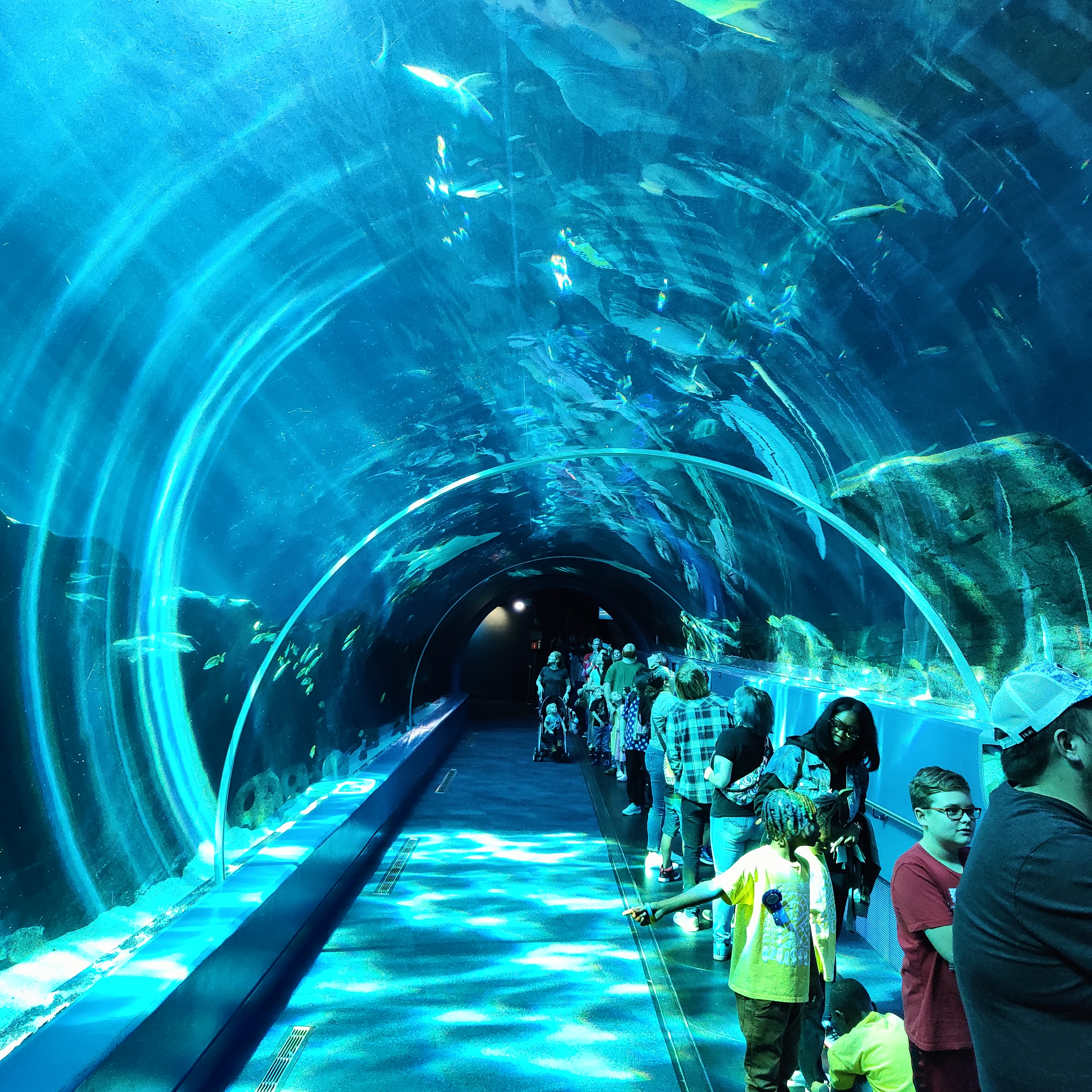 Túnel submarino del Georgia Aquarium