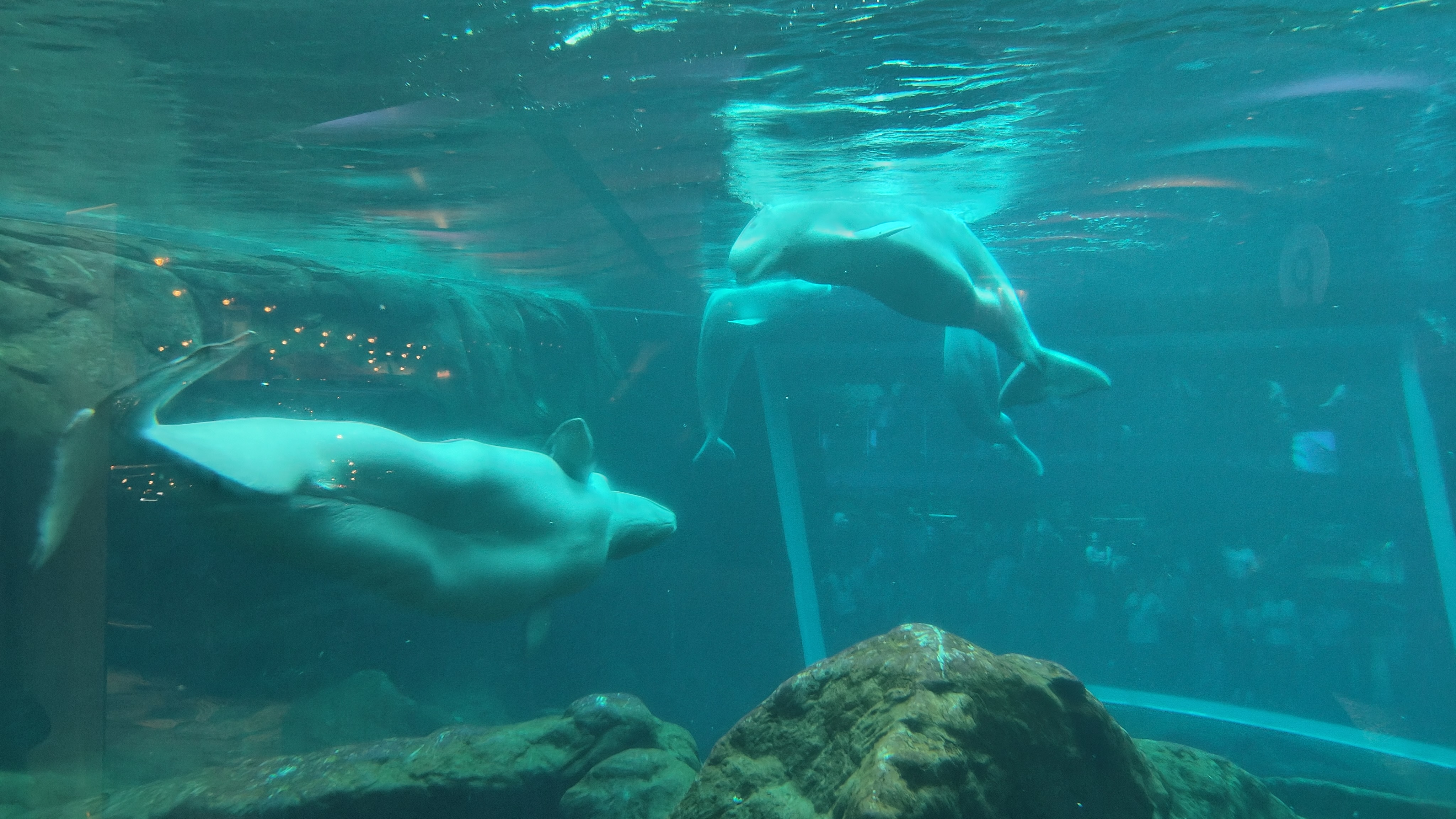 Interior del Georgia Aquarium