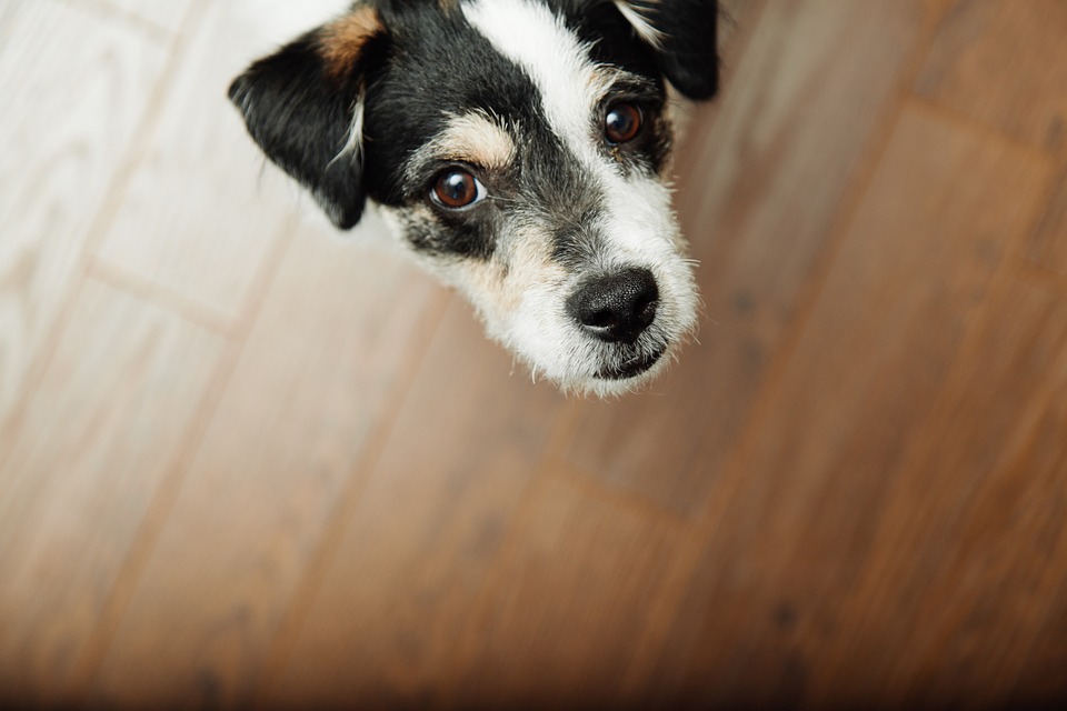 How To Remove Pet Stains From Wood Flooring Wood And Beyond Blog