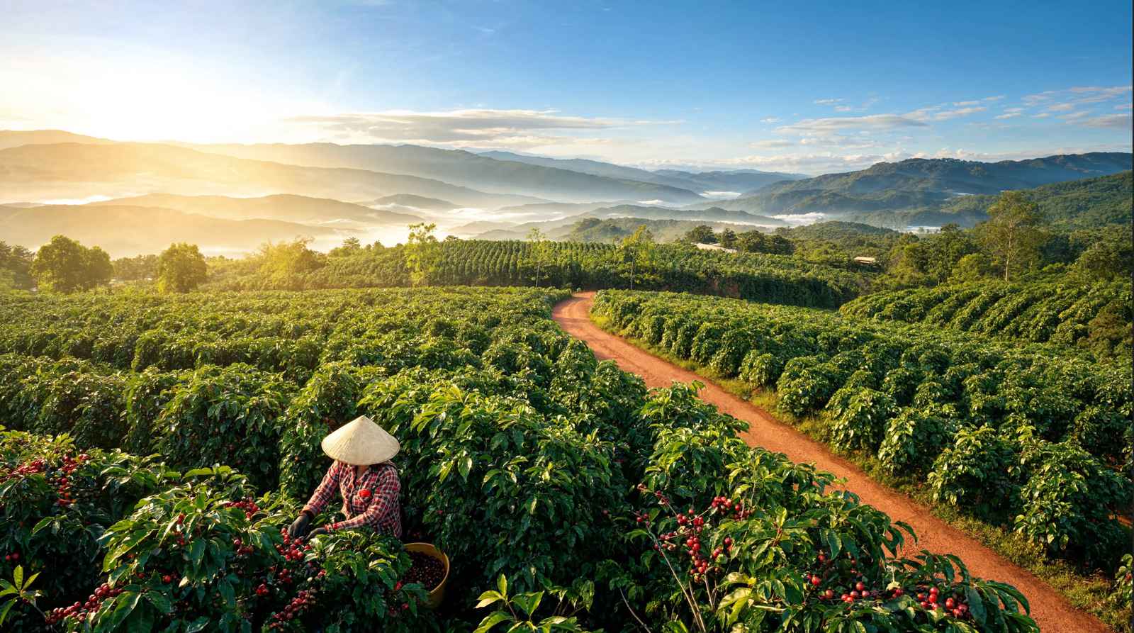 Cà phê Đức Trọng: Điều kiện tự nhiên và vùng trồng