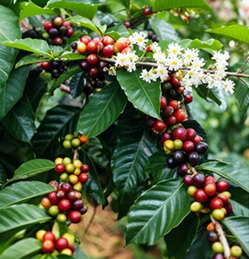Lỗi hạt cà phê xanh và nguyên nhân