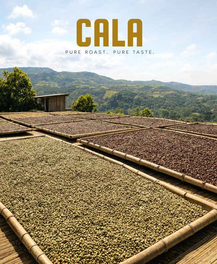 Vòng đời của một cây cà phê