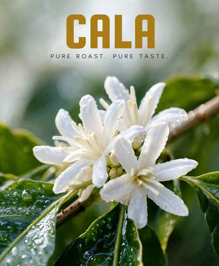 Hoa cà phê trắng trong vườn