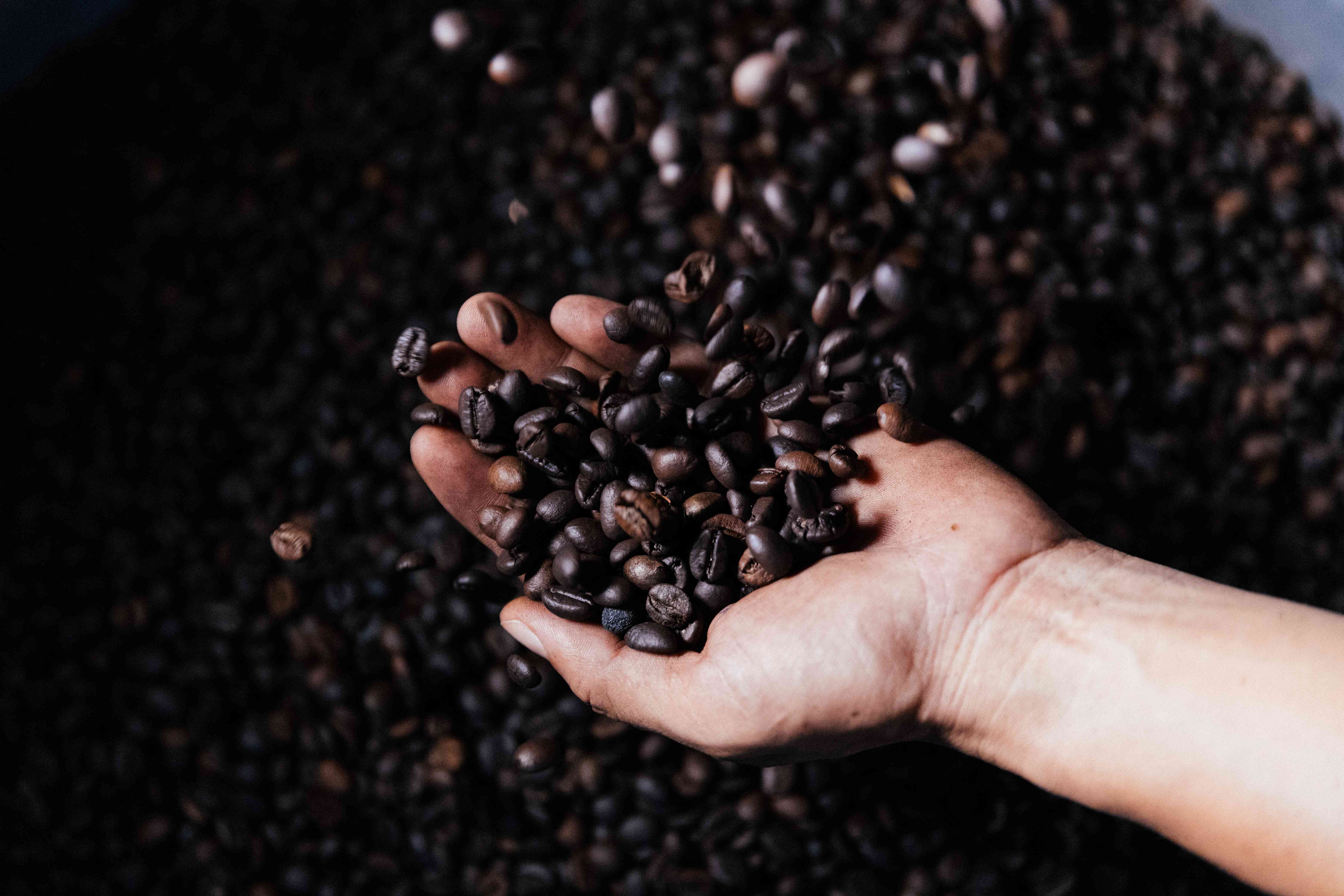 Bàn tay nâng một nắm hạt cà phê rang