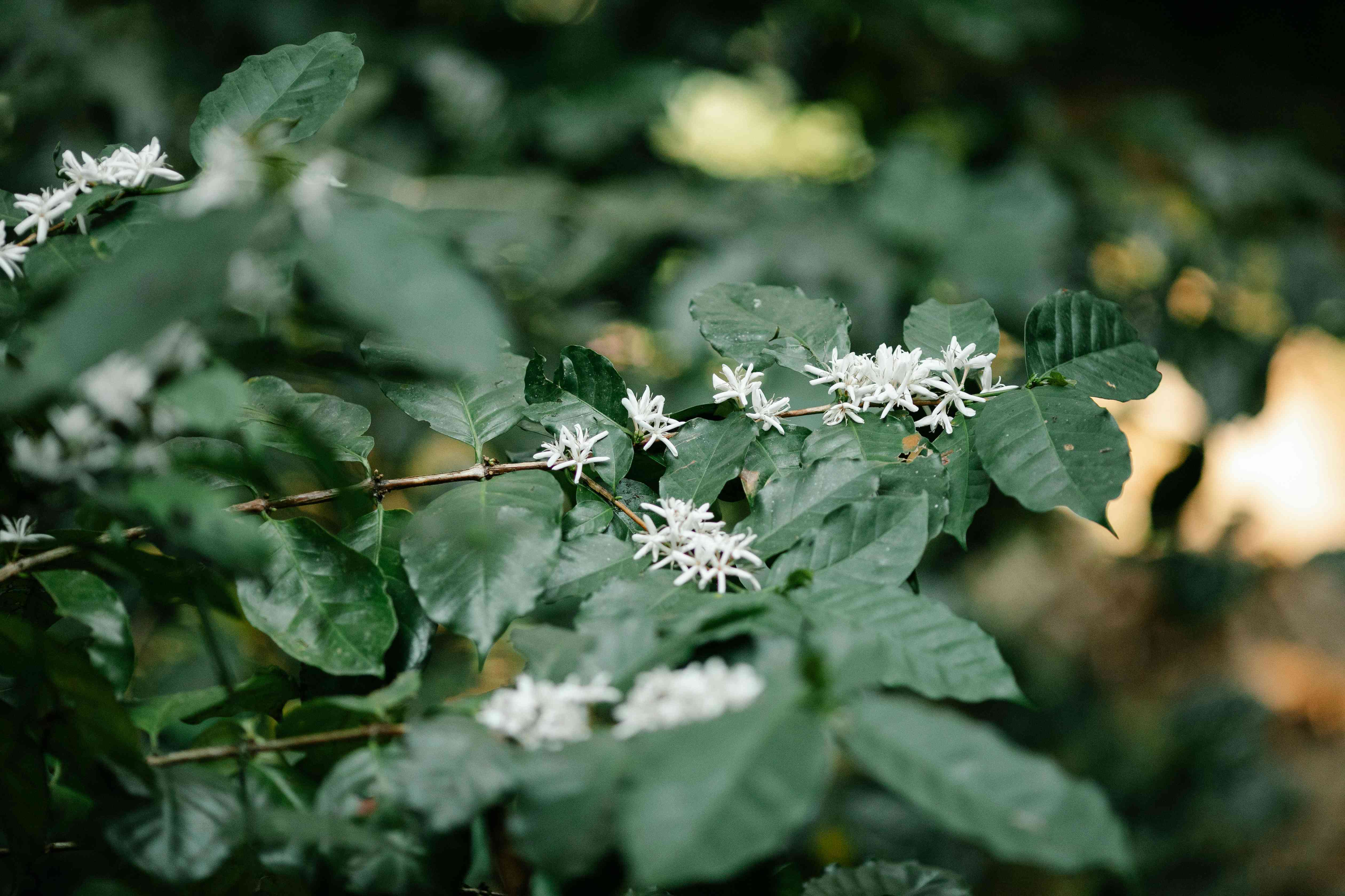 Cành cây cà phê có nhiều chùm hoa trắng giữa tán lá xanh, ánh sáng bokeh.