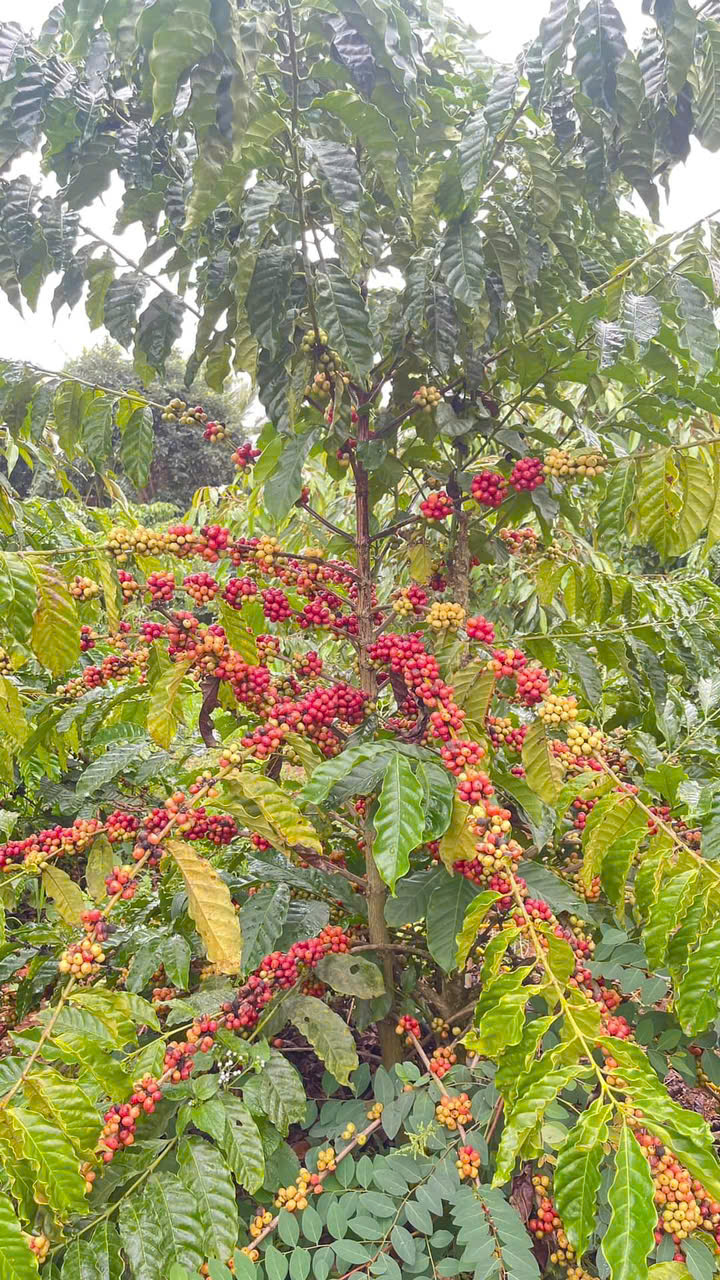 Xay cà phê ngay trước khi pha khác gì xay sẵn?