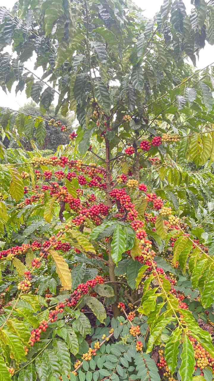 Khí CO2 trong cà phê rang xay ảnh hưởng đến pha chế thế nào?