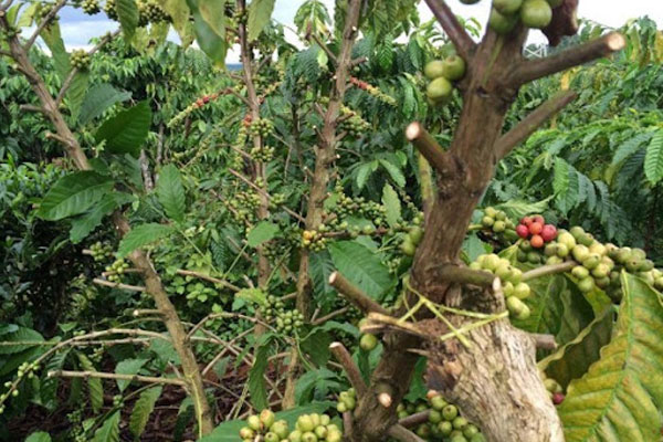 Cà phê sạch có phải chỉ là không pha tạp