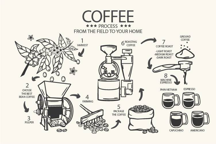 Infographic quy trình cà phê từ nông trại tới tách: thu hoạch, chọn hạt, sơ chế, canh tác, đóng gói, rang và pha chế
