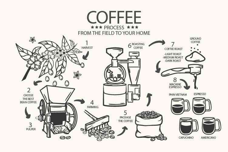 Cùng infographic 'Coffee – From the field to your home', minh họa các bước từ quả cà phê tới rang, xay và đồ uống.