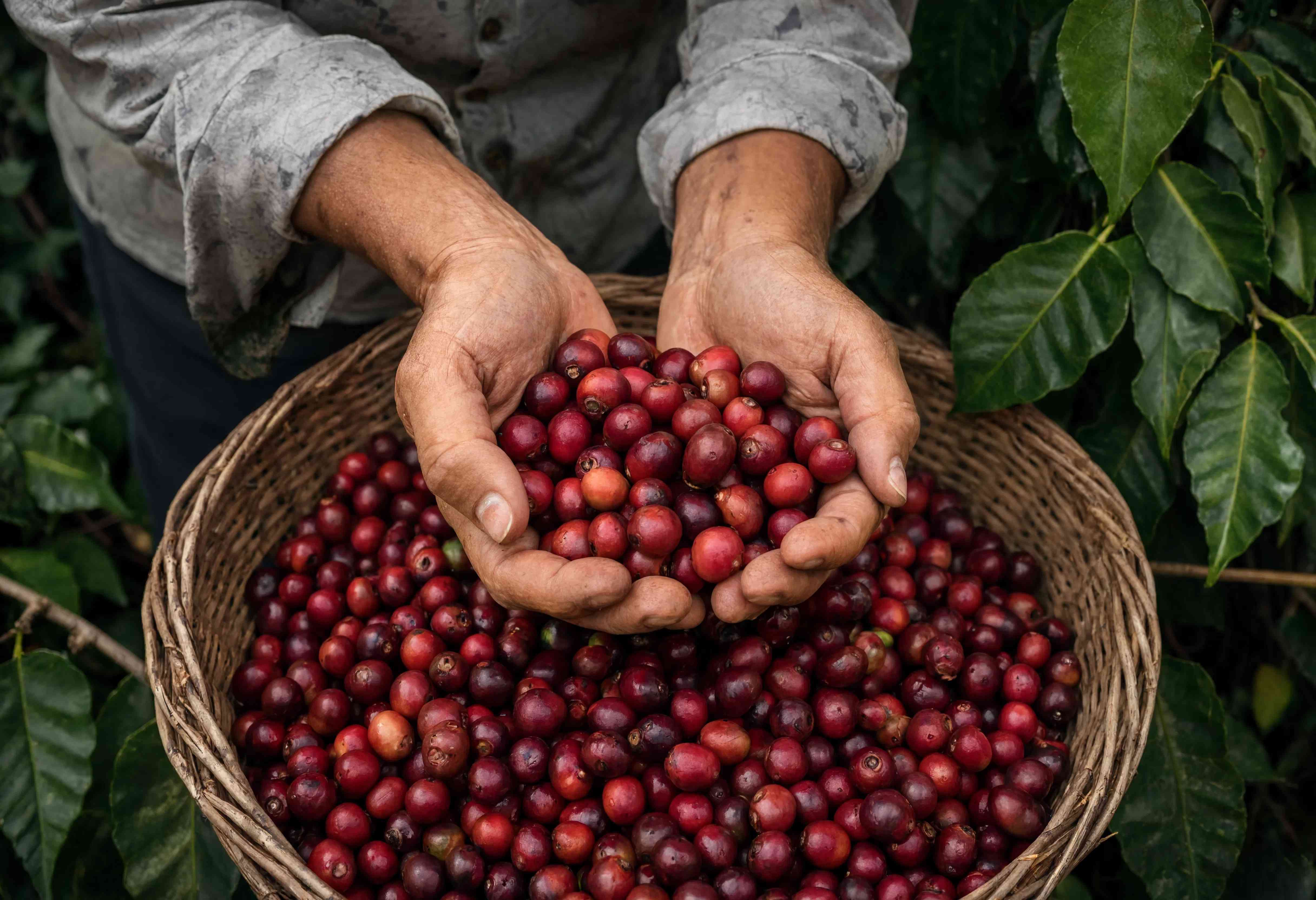 Hai bàn tay nâng những quả cà phê chín đỏ