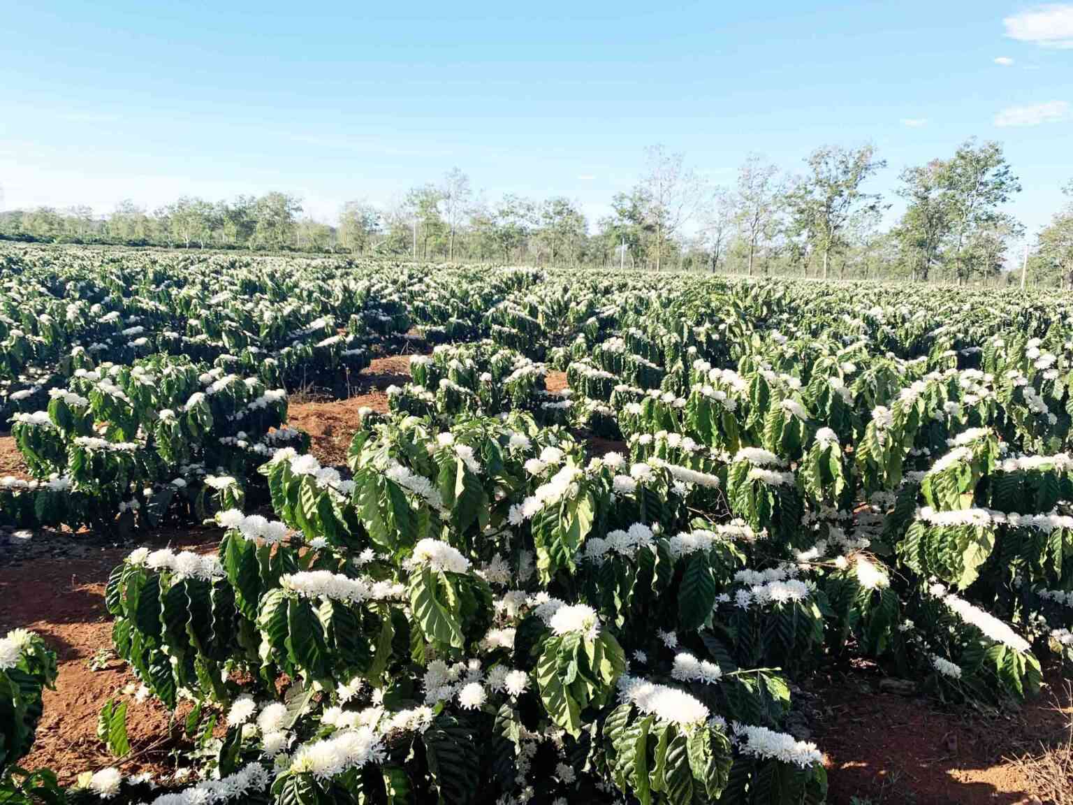 Vườn cà phê nở rộ hoa trắng, nhìn rộng.