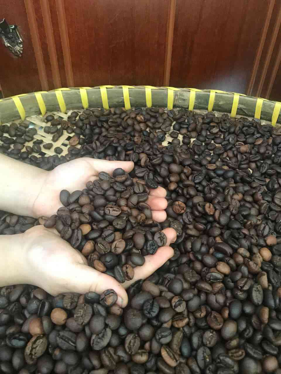 Hai bàn tay nâng một nắm hạt cà phê rang trên mẹt lớn; phía sau là mẹt chứa rất nhiều hạt và nền gỗ