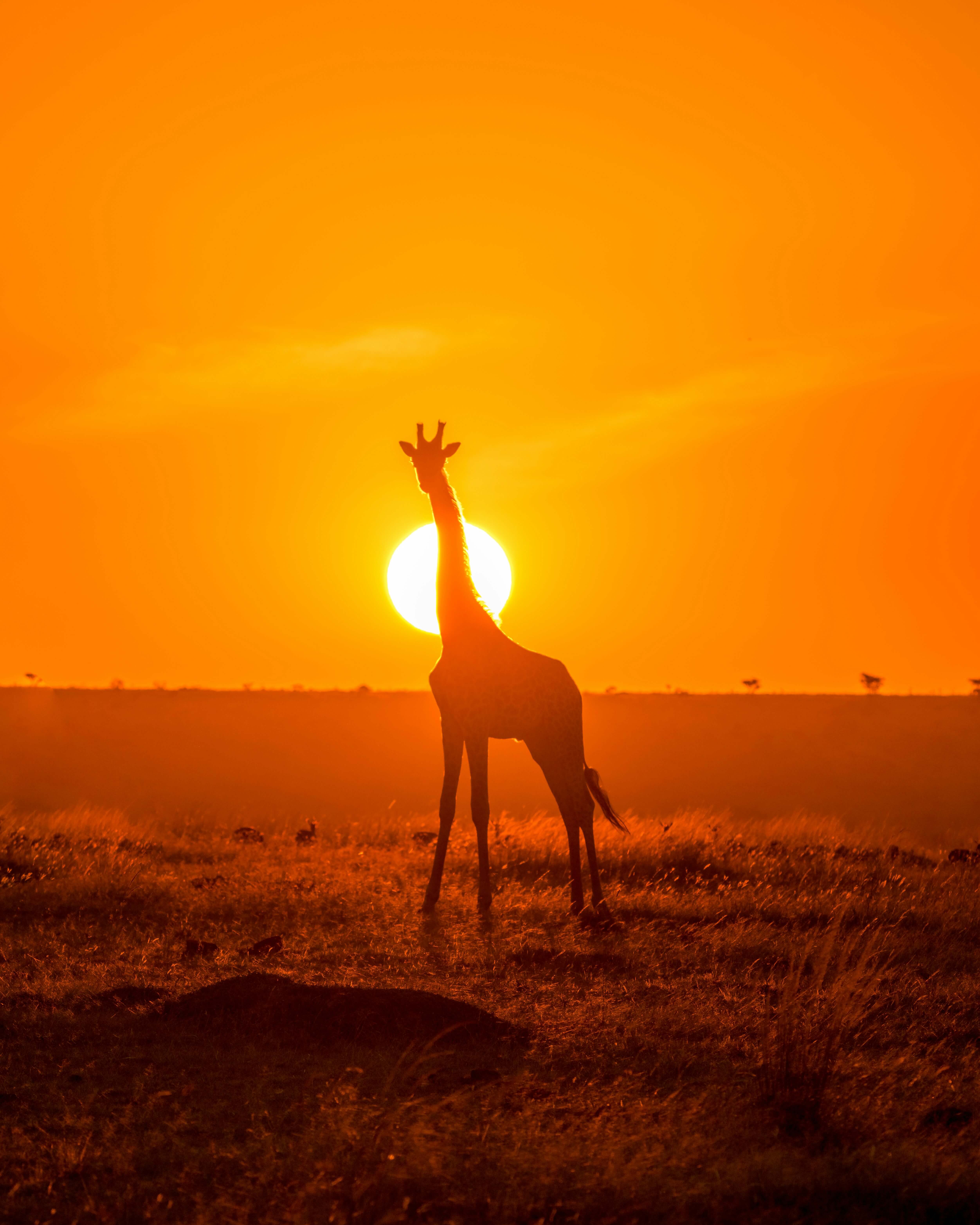 A close up evening photo of a giraffe in the Maasai Mara
