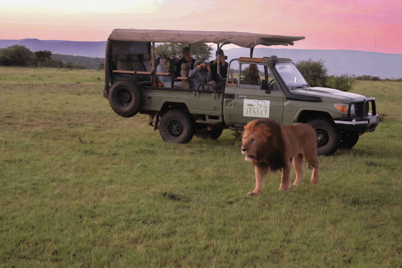 Lion in front of Safari vehicle