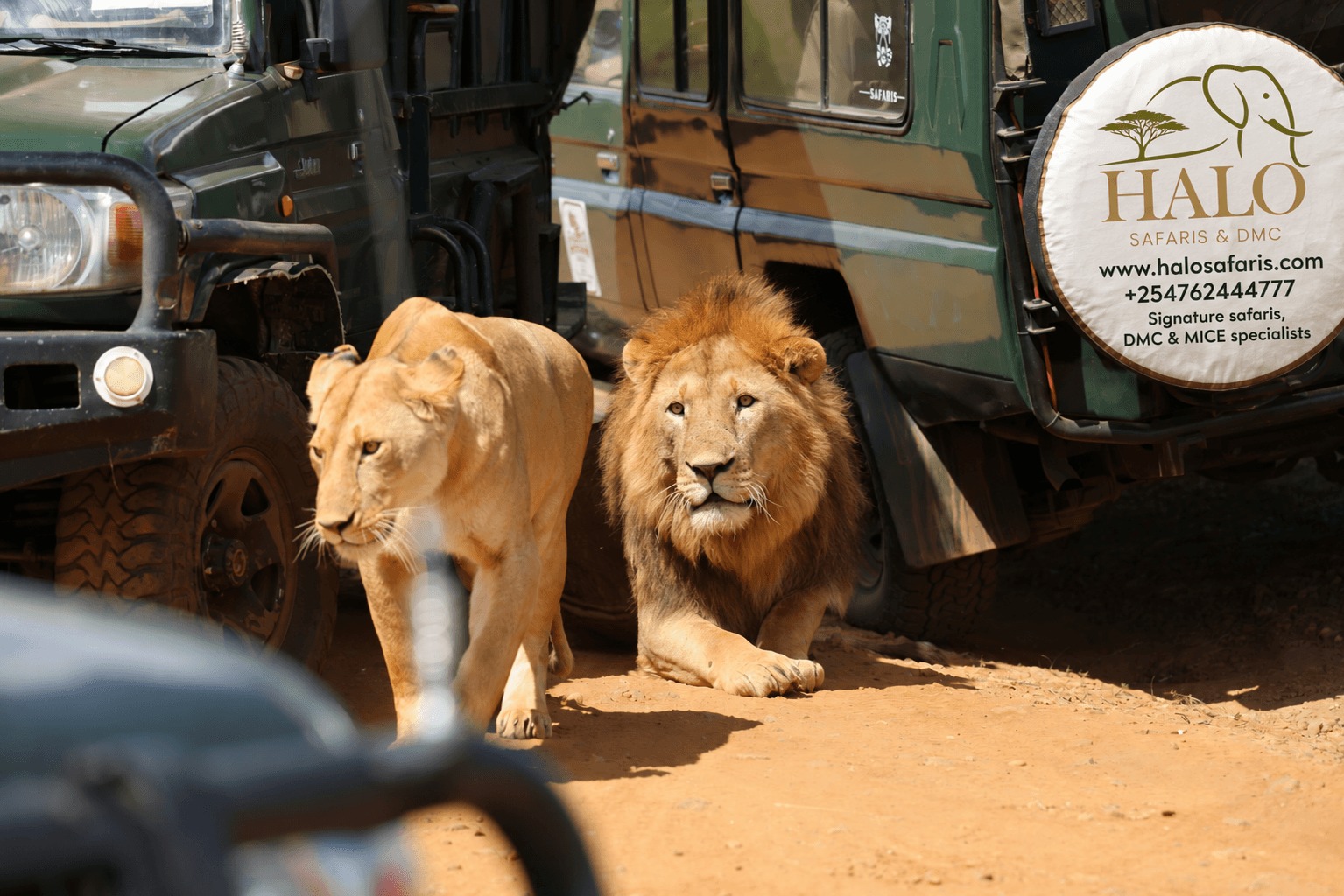Lion photo with Halo Safaris logo