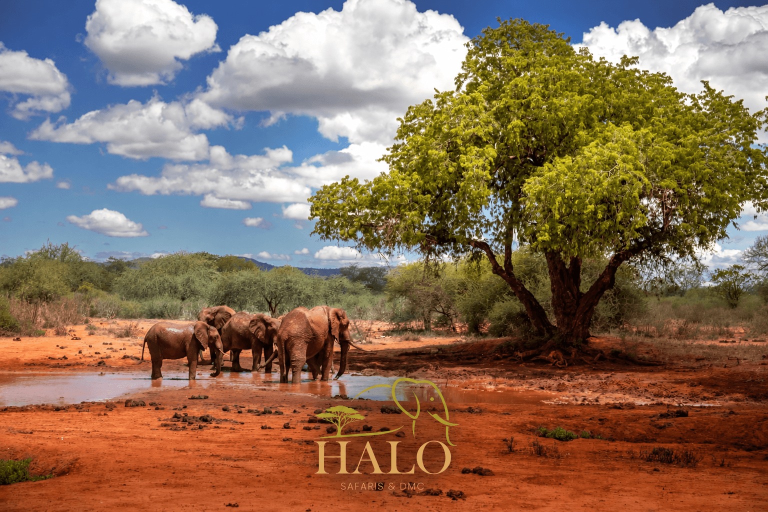 Elephant sightings in Tsavo National Park