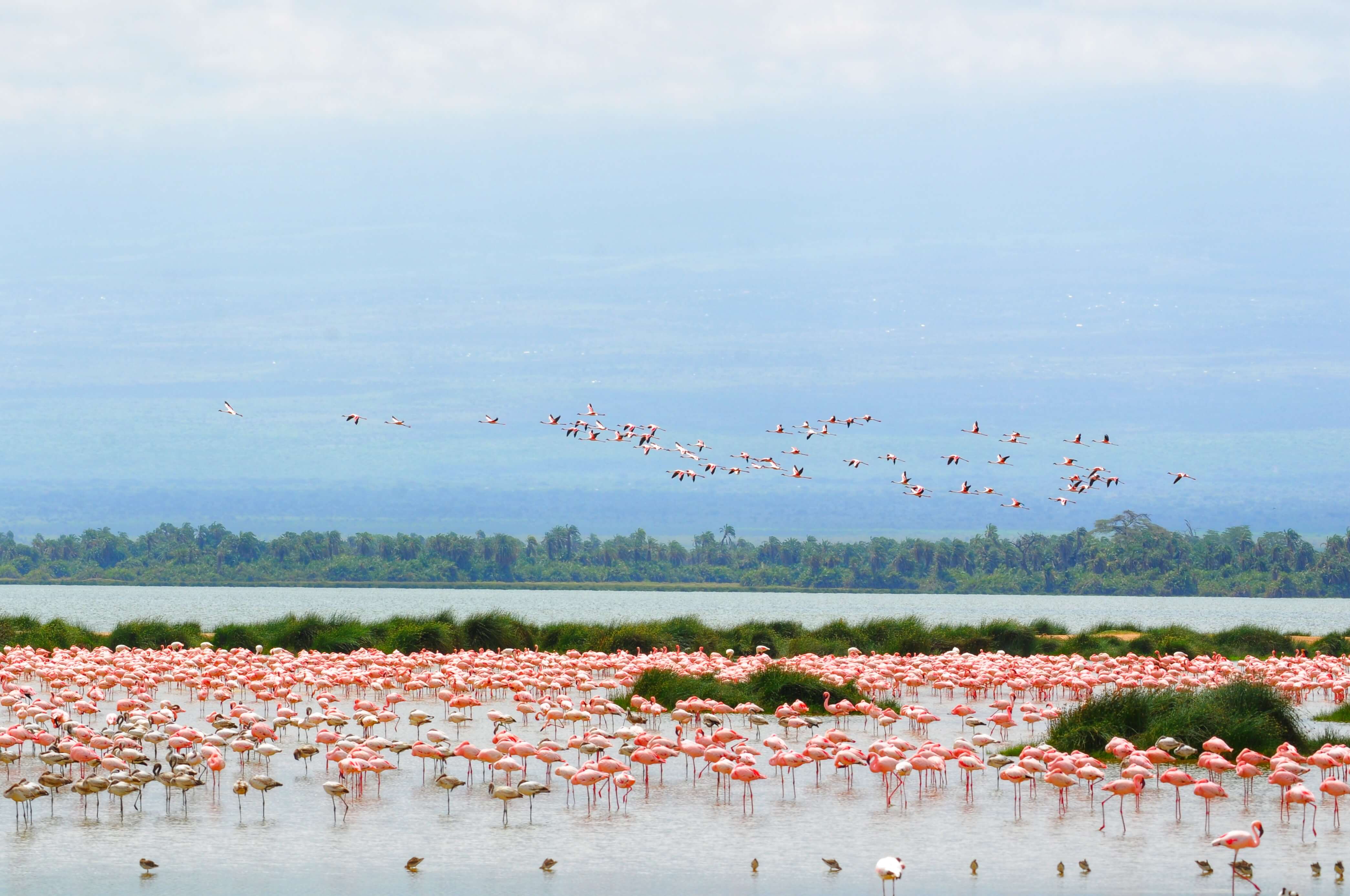 14-Day Luxury Fly-In and Road Safari Kenya from Nairobi
