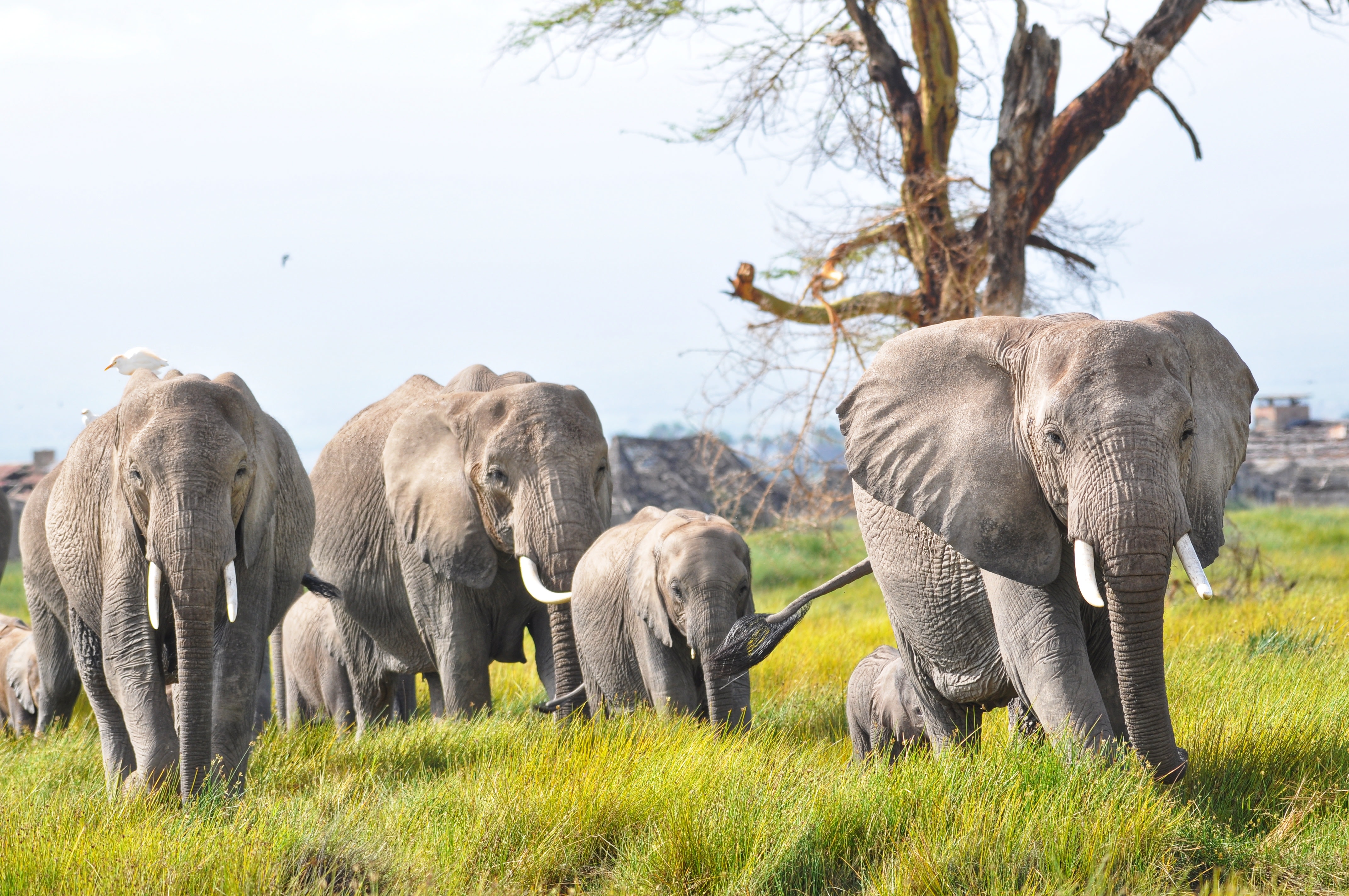 3-Day Amboseli Safari from Nairobi | Halo Safaris & DMC