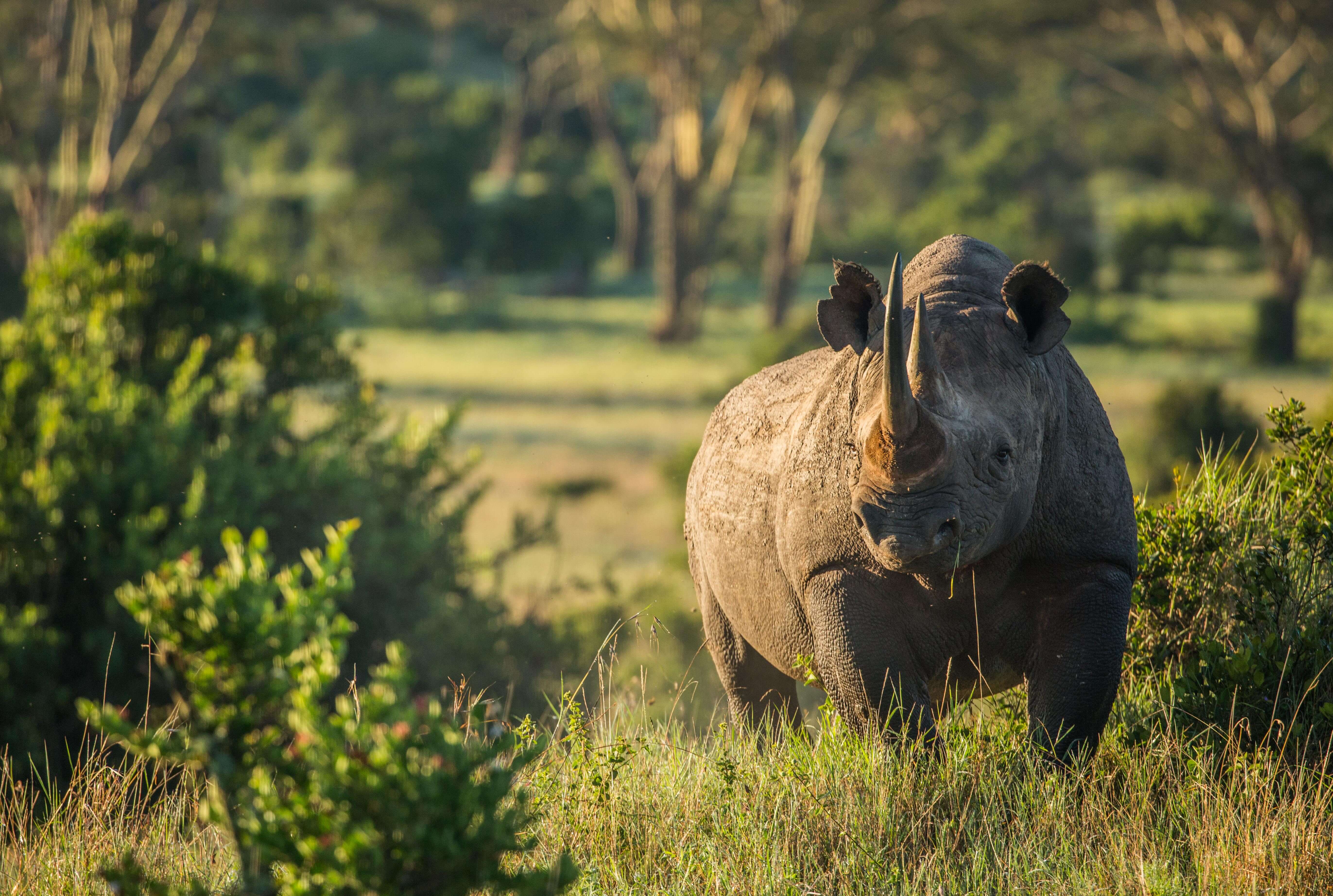 A black rhinoceros in Borana Conservancy.jpg