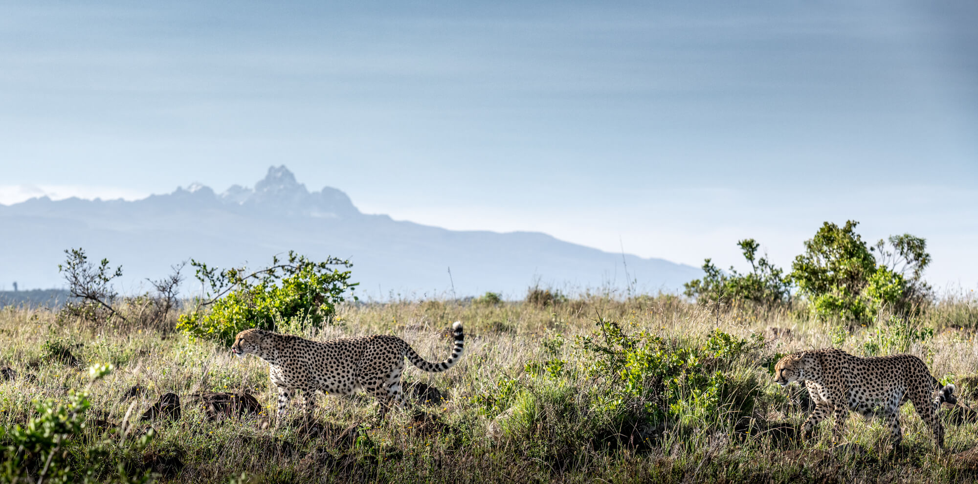 Leopards in Borana Conservancy.jpg