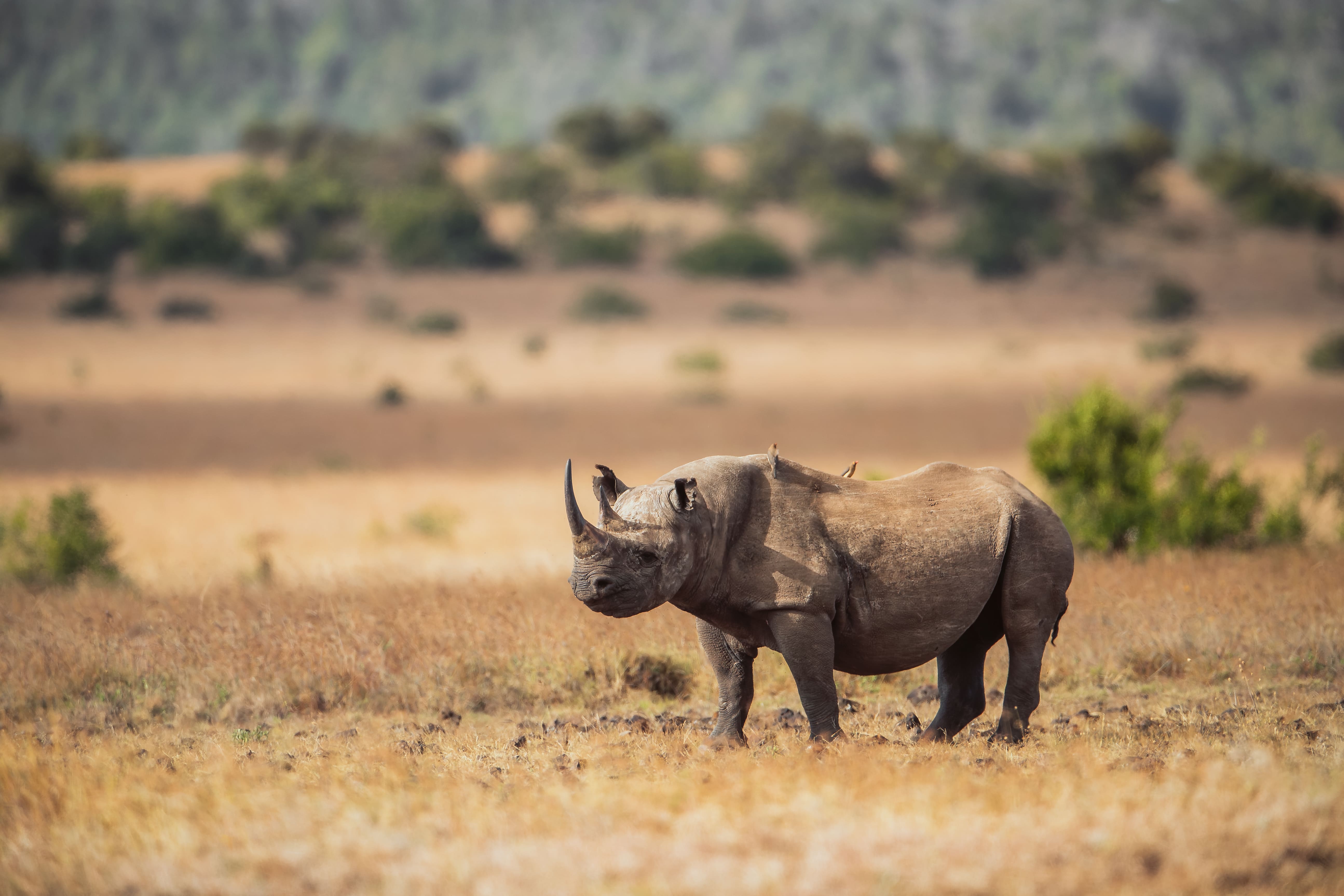 Black Rhino in Borana Conservancy.jpg