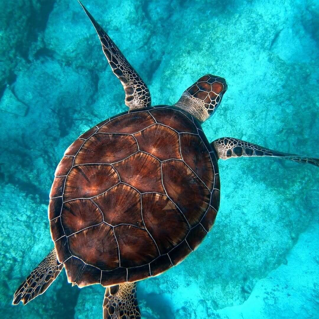 A turtle in the Indian Ocean.jpg