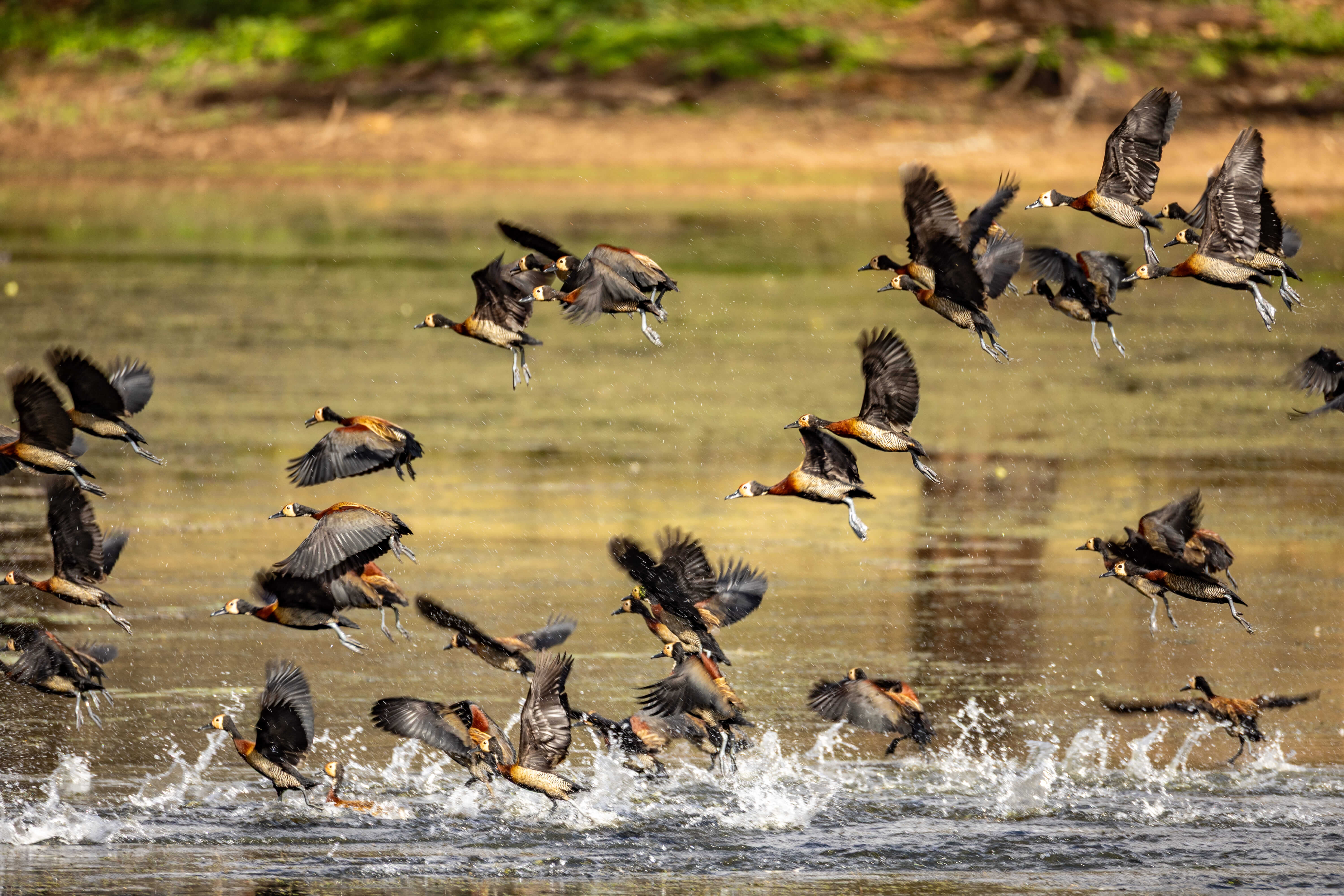 A flock of lesser whistling ducks landing on water at Bura Dam.jpg