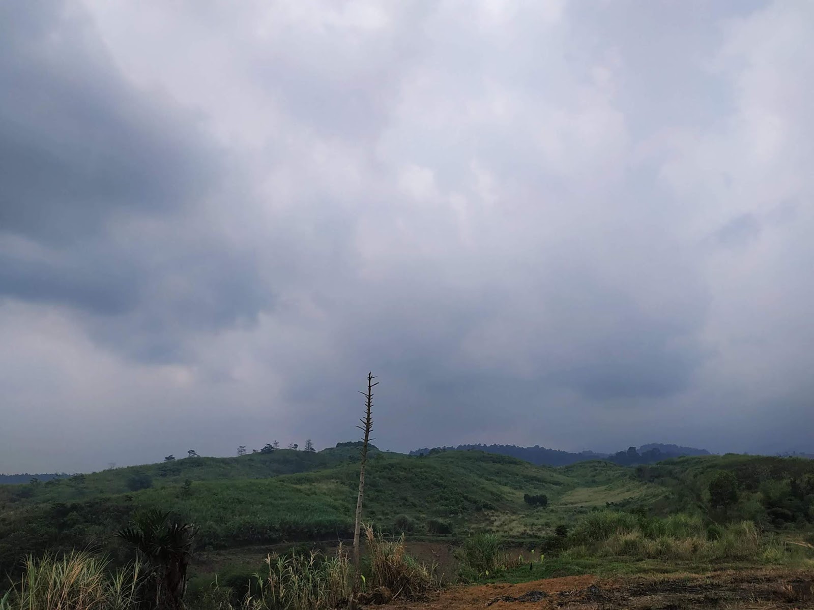 Ketegaran sebatang pohon - 14.20 24-08-19