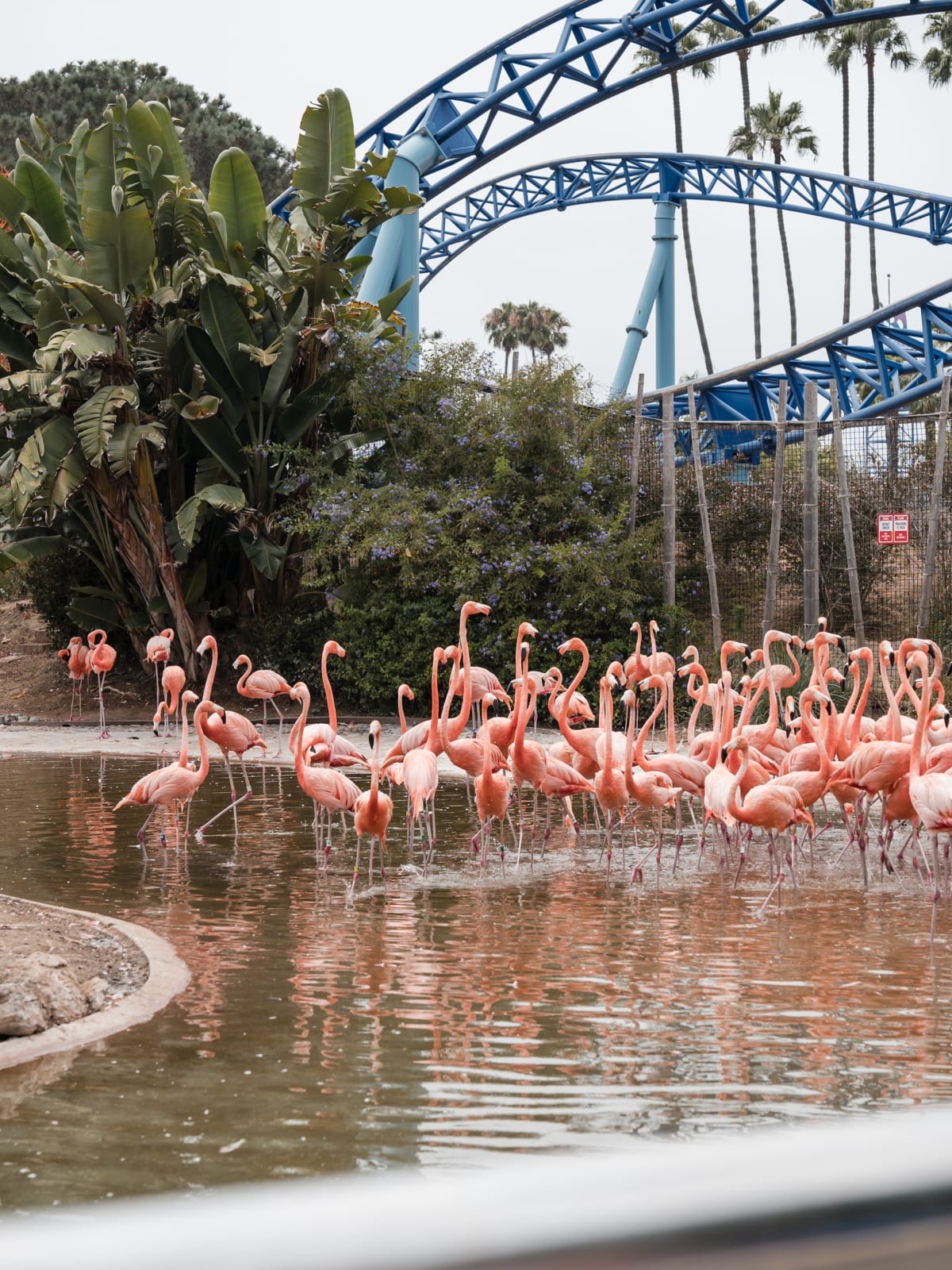 Flamingos wading below a rollercoaster track in San Diego