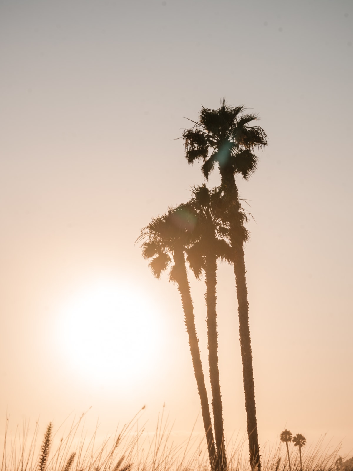 Palms silhouetted against the setting sun at Coronado