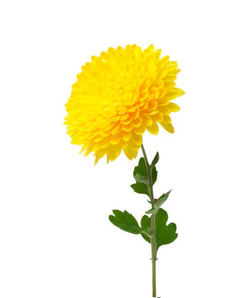 Chrysanthemum