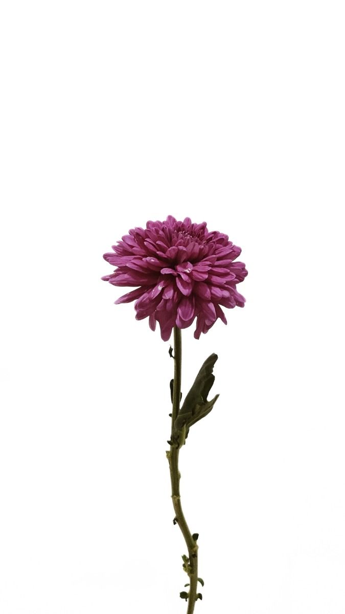 Chrysanthemum Purple