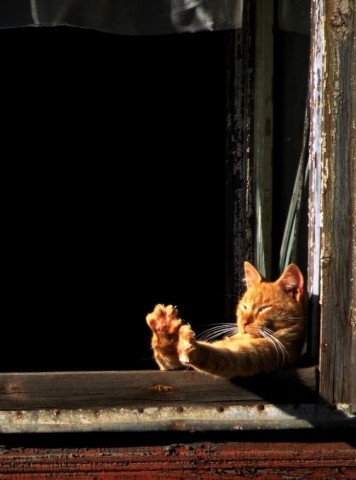 Kucing Perenggangan Dekat Jendela