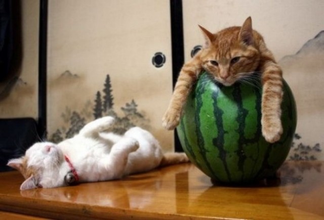 Foto Dua Kucing Bersantai Dengan Buah Semangka