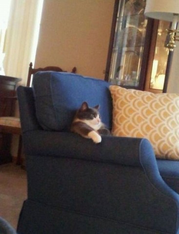 Kucing Lucu Sedang Duduk Di Sofa Berwarna Biru
