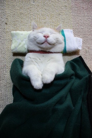 Foto Kucing Lucu Tidur Menggunakan Bantal Dan Selimut