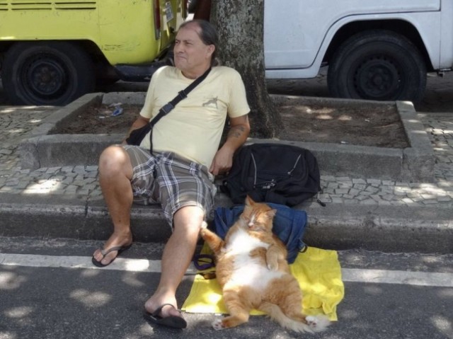 Foto Kucing Lucu Bersantai Dipinggir Jalan Dengan Pemiliknya