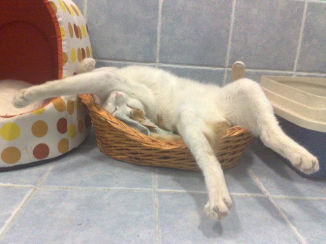 Kucing Putih Lucu Sedang Tidur
