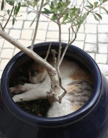 Kucing Lucu Masuk Dalam Pot