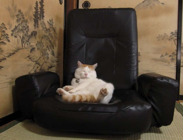 Kucing Lucu Bersantai Di Sofa Warna Hitam
