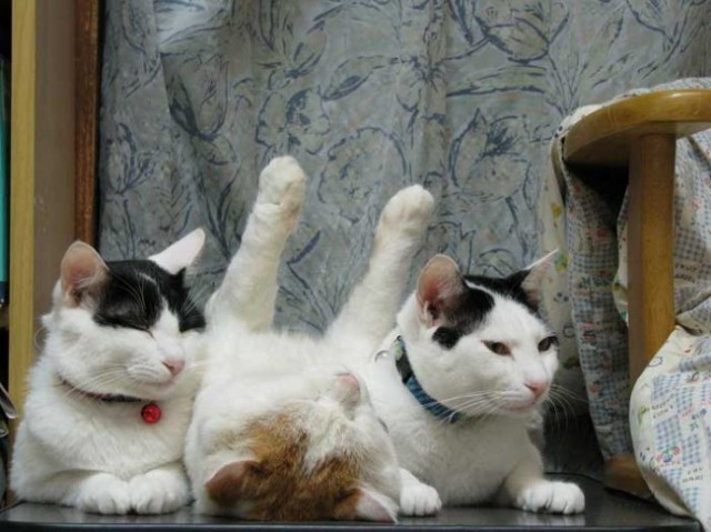 Tiga Kucing Lucu Sedang Bersantai