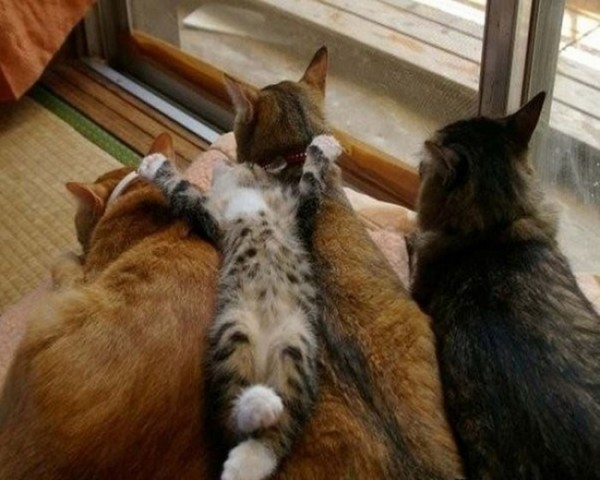 Empat Kucing Lucu Bersantai, Satu Kucing Bersantai Diatas Kucing Lainnya