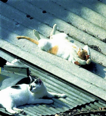 Dua Foto Kucing Lucu Bersantai Diatas Genteng