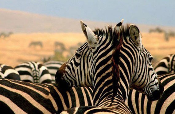 Dua kepala Zebra