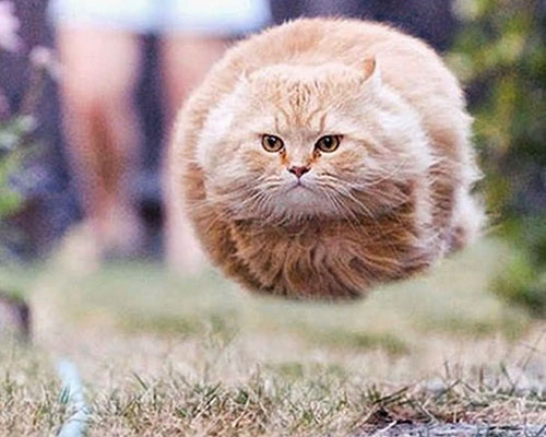Foto kucing sedang melompat