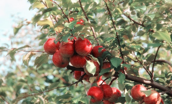 Manfaat Buah Apel