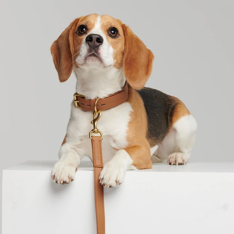 Mela Basic Dog Collar In Cognac | By Scout | Wolf & Badger