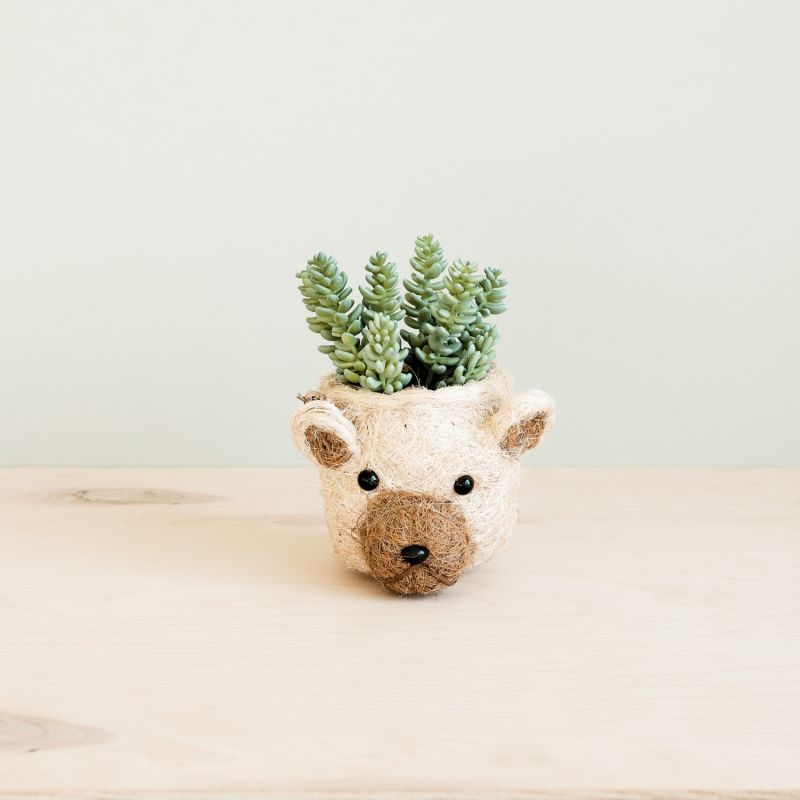 Coco Coir Mini Pot Bear image