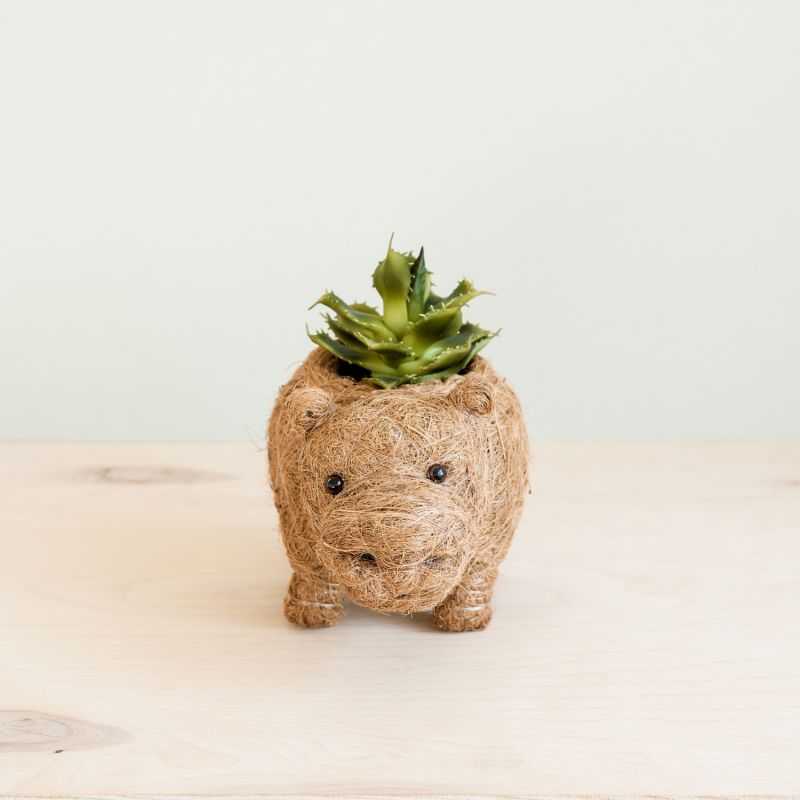 Coco Coir Animal Planter Baby Hippo image